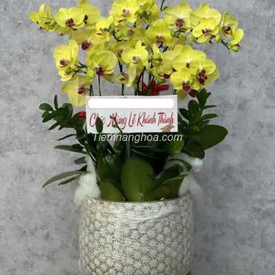 Phalaenopsis Orchid Pot with 9 Everlasting Prosperous Branches HD01