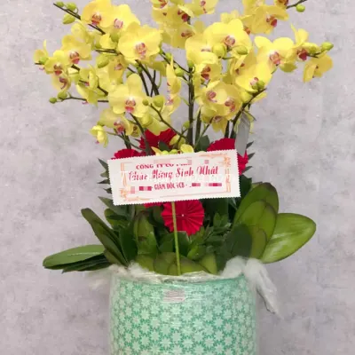 Complete and Perfect Phalaenopsis Orchid Pot with 10 Branches HD02