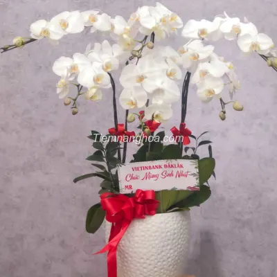 Phalaenopsis Orchid Pot with 5 Harmonious Branches HD03