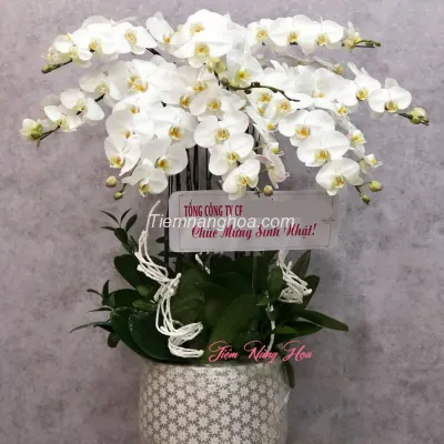 White Phalaenopsis Orchid Pot with 8 Pure Branches HD04