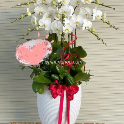 White Phalaenopsis Orchid Pot with 9 Branches HD06
