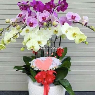 White and Purple Phalaenopsis Orchid Pot with 9 Branches HD07