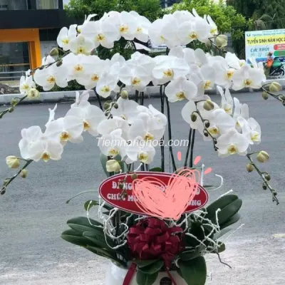 White Phalaenopsis Orchid Pot with 9 Branches HD08