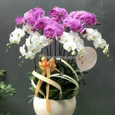 White and Purple Phalaenopsis Orchid Pot with 10 Branches HD09