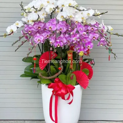 White and Purple Phalaenopsis Orchid Pot with 19 Pure Branches HD11