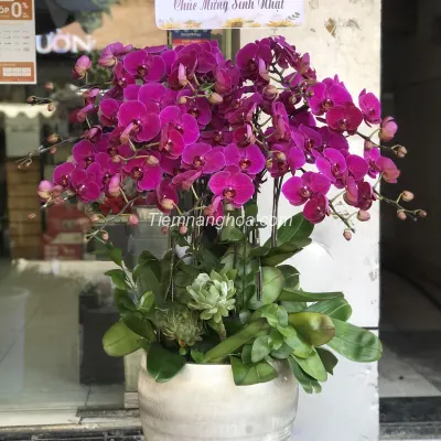 Purple Phalaenopsis Orchid Pot with 12 branches mixed with classy Stone Lotus