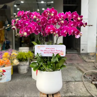 Purple Phalaenopsis Orchid Pot with 10 Branches HD13