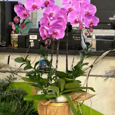 Unique 3-branch Purple Phalaenopsis Orchid Pot HD14