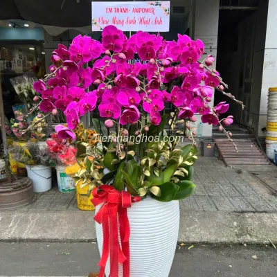 Purple Phalaenopsis Orchid Potted 15 Branches Large Size Tall Vase