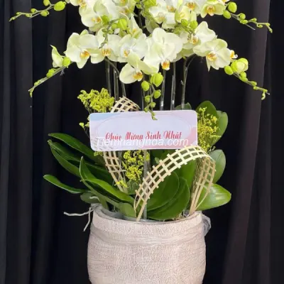 Pot of 8-branch Lemon Yellow Phalaenopsis Orchid HD19