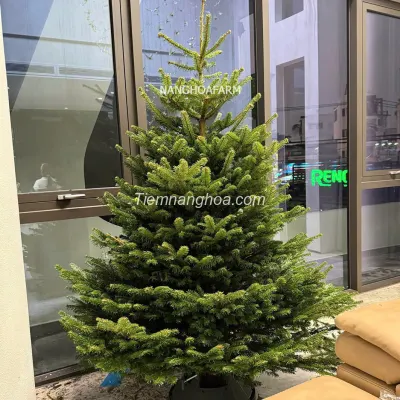 Cây thông tươi nhập khẩu Đan Mạch size 1m -3m