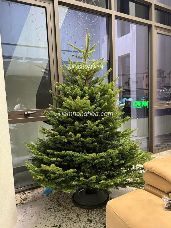 Cây thông tươi nhập khẩu Đan Mạch size 1m -3m