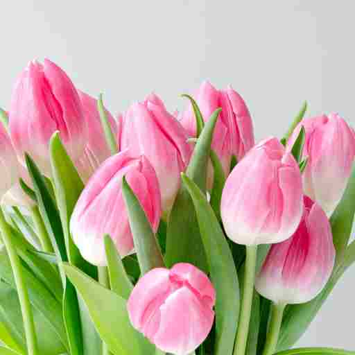 Hoa tulip
