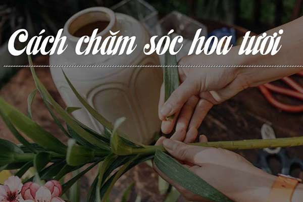 Cách chăm sóc hoa tươi sau khi mua: Bí quyết để giữ hoa luôn tươi đẹp
