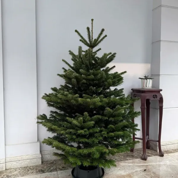 Cây thông tươi nhập khẩu Đan Mạch size 1m -3m - Ảnh 3