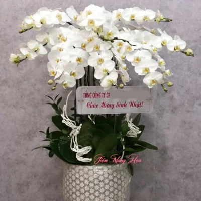 Chậu Lan Hồ Điệp Trắng 8 Cành Tinh Khôi HD04