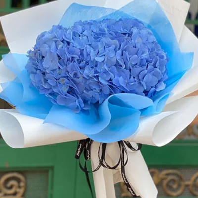 Bó Hoa Cẩm Tú Cầu Xanh Ngát HB120