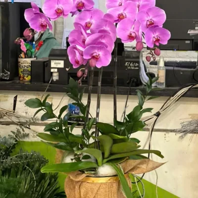 Chậu Hoa Lan Hồ Điệp Tím 3 Cành Đặc Sắc HD14
