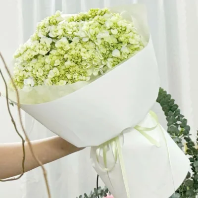 Bó hoa Cẩm tú cầu Xanh bơ đơn giản HB185