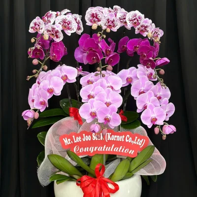 Multi-colored Phalaenopsis Orchid Pot with 9 branches HD20