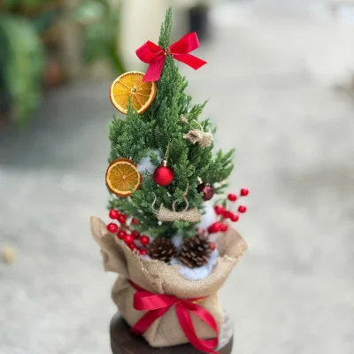 Cây thông tươi mini decor noel để bàn, cây tùng trang trí