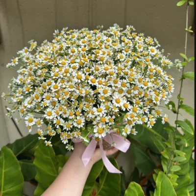 Giỏ hoa cúc tana HG47